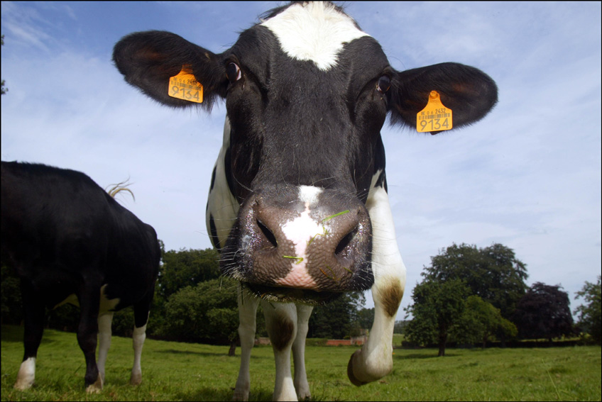 UHF RFID Takes Ear Tag Reading to the Next Level(图1)